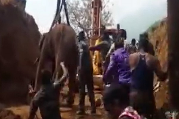 فیلم | نجات فیلی که از درون چاه فریاد می‌کشید
