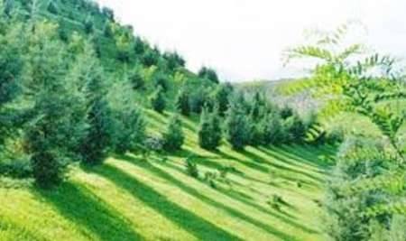 ۴۲ هزار هکتار جنگل در همدان وجود دارد