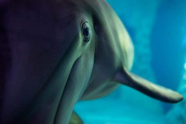 عکس | دوستی دلفین و دوربین در عکس روز نشنال جئوگرافیک
