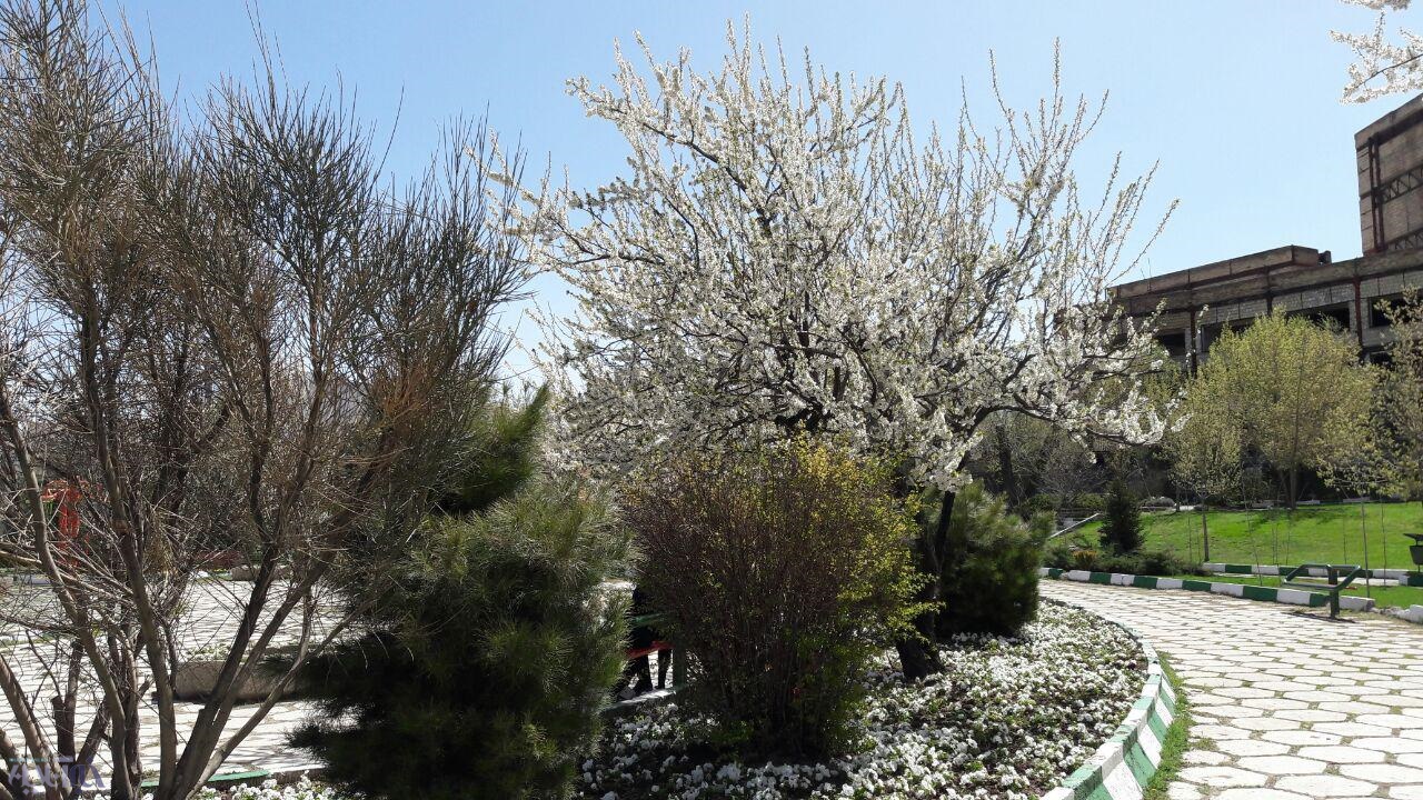 گزارش تصویری از بهار دل‌انگیز در همدان