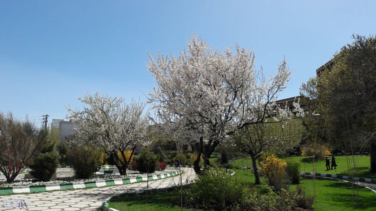 گزارش تصویری از بهار دل‌انگیز در همدان
