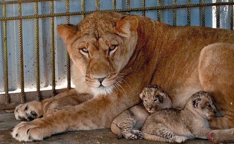 تصاویر | تولد سه توله شیر آفریقایی در باغ وحش بابلسر