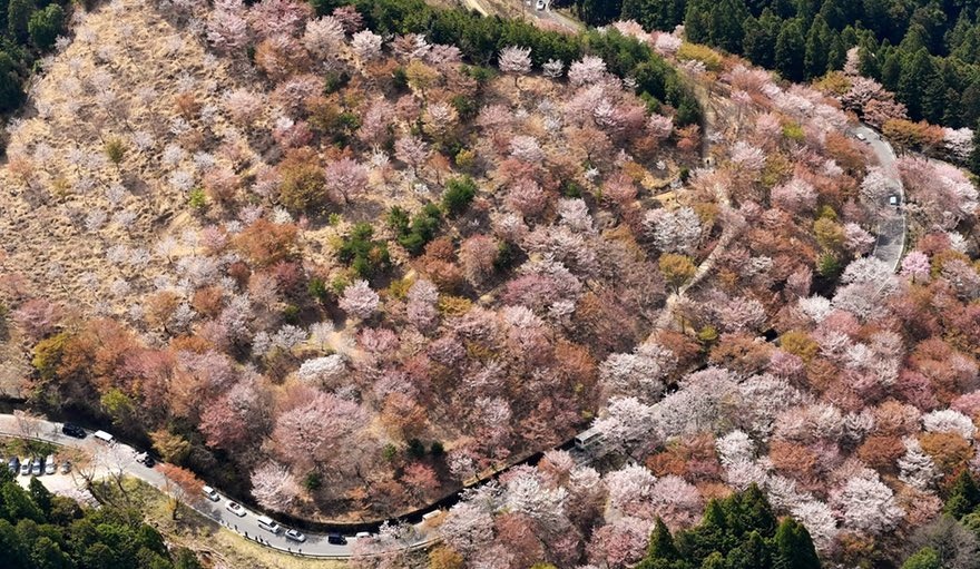 تصاویر | زیبایی‌ شکوفه‌های گیلاس در سراسر دنیا