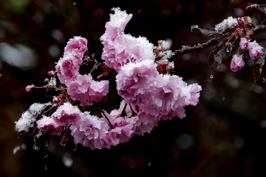 تصاویر | زیبایی‌ شکوفه‌های گیلاس در سراسر دنیا