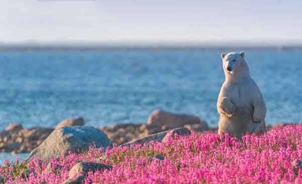 تصاویر | سرمستی خرس‌های قطبی در بهار