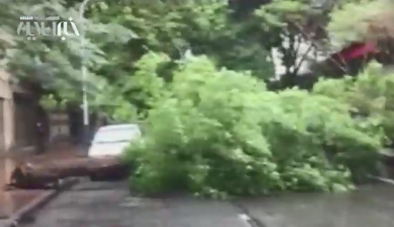 فیلم | سقوط درخت کهن‌سال بر اثر بارندگی‌های امروز