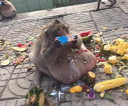 تصاویر | انتقال چاق‌ترین میمون تایلند به کمپ لاغری!