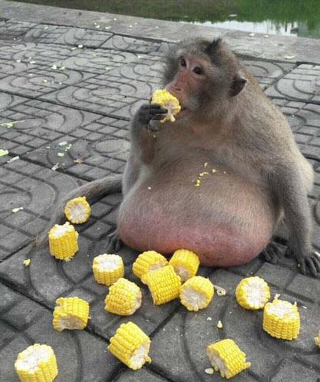 تصاویر | انتقال چاق‌ترین میمون تایلند به کمپ لاغری!