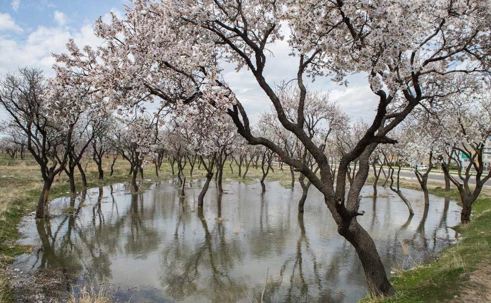 تصاویر | قزوین غرق در شکوفه‌های بهاری