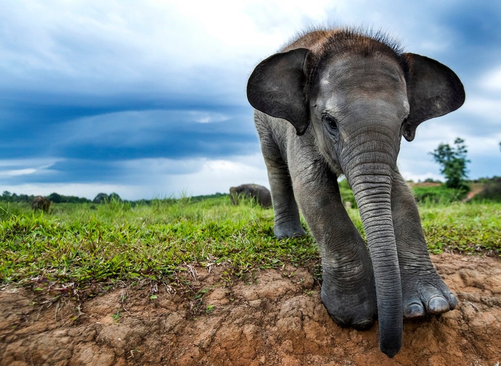 تصاویر | آینده تاریک فیل‌های جزیره سوماترا