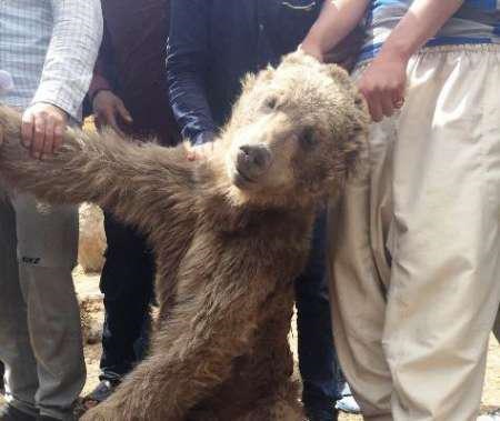 شکارچی خرس گرسنه در مرودشت دستگیر شد