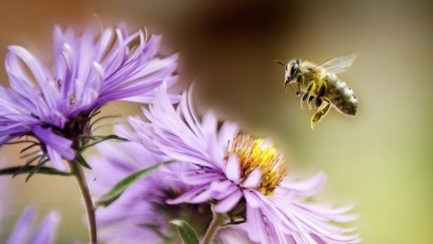 دارورسانی به مغز با زهر زنبور عسل/ خیز جدید برای درمان آلزایمر