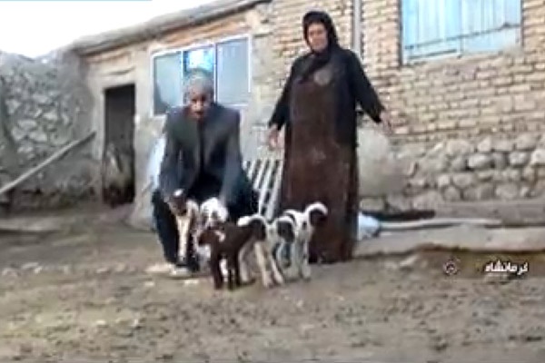فیلم | شگفتی عالم خلقت در کرمانشاه | گوسفندی که ۶قلو زایید