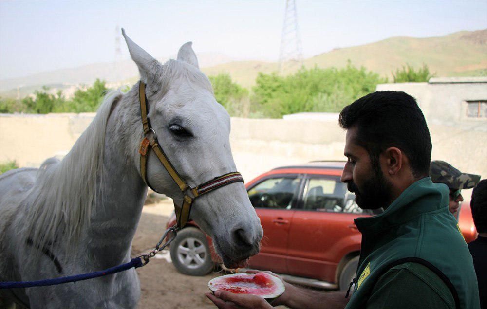 عکس | پذیرایی با هندوانه از اسب مسابقه!