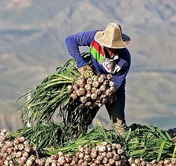صادرات ۹ هزار تنی  سیر طارم 