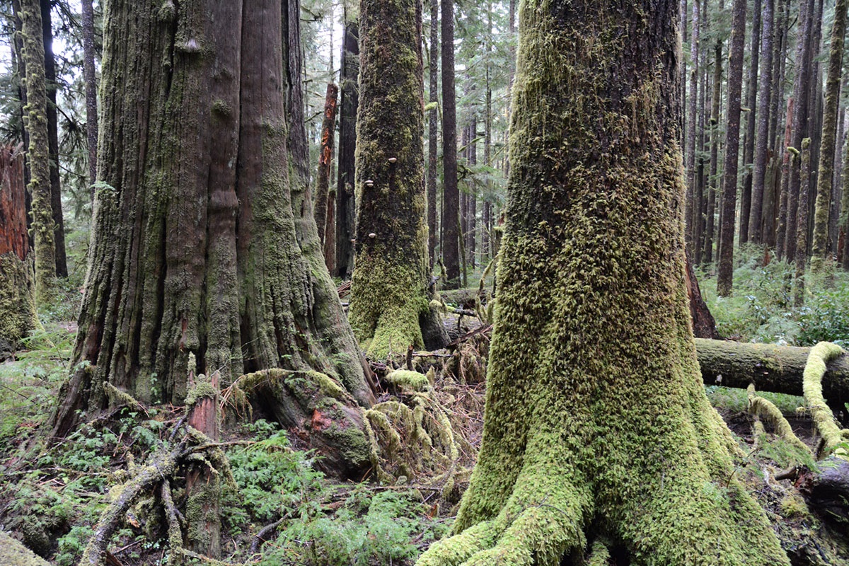تصاویر | نجات درختان کهنسال و عظیم‌الجثه در کانادا