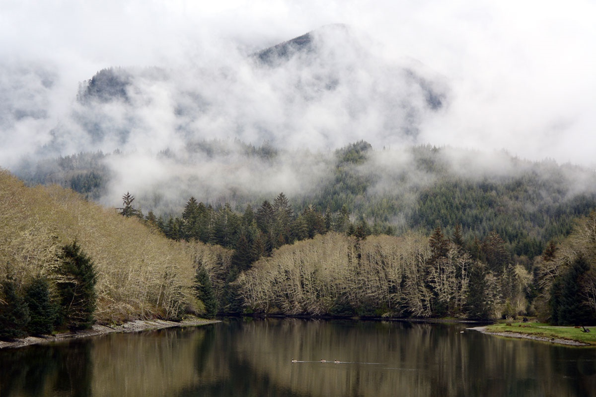 تصاویر | نجات درختان کهنسال و عظیم‌الجثه در کانادا