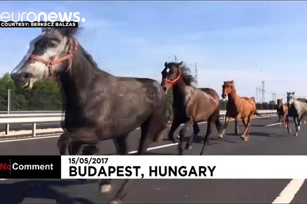 فیلم | فرار اسب‌ها خلاف جهت یک بزرگراه در بوداپست