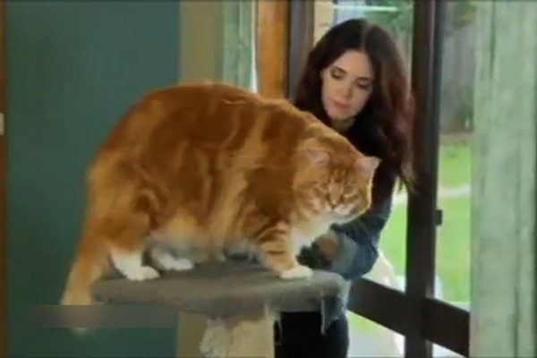 فیلم | بزرگ‌ترین گربه جهان؛ ۳ ساله با ۱۲۰ سانتی‌متر طول