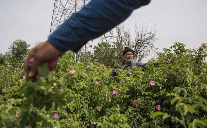تصاویر | برداشت گل محمدی در «قمصر مشهد»