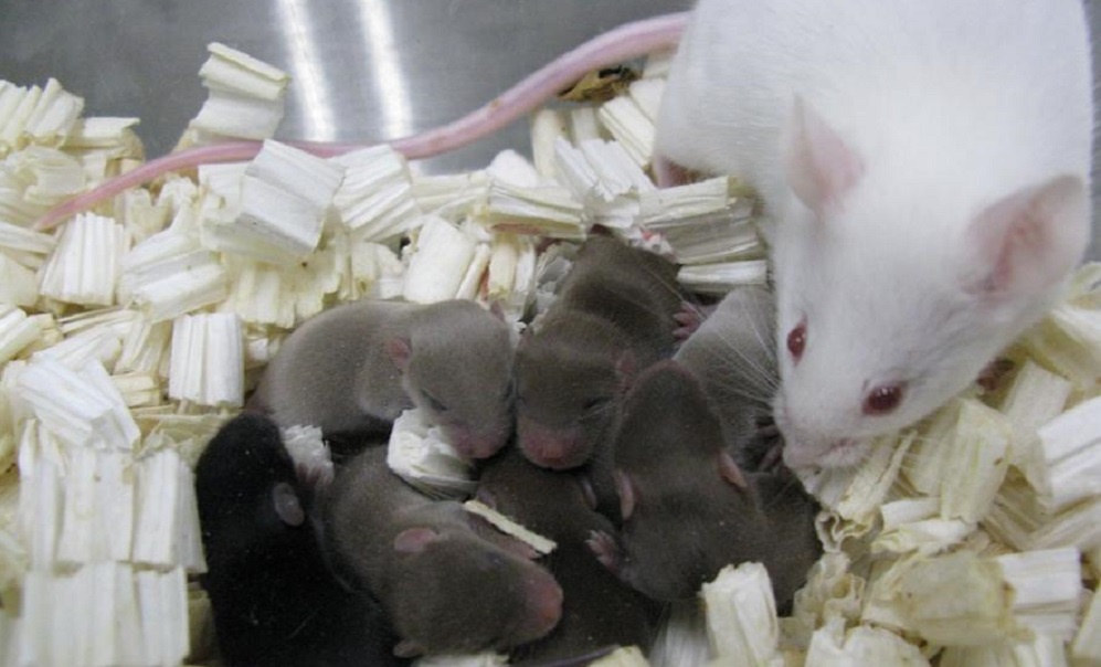 طرح ژاپنی‌ها برای ذخیره اسپرم در ماه/موش‌های سالم از اسپرم منجمد شده در فضا متولد شدند
