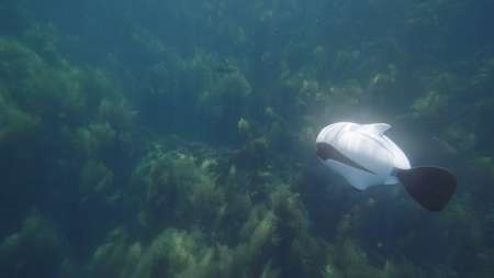 رباتی که به جای پروانه با باله شنا می‌کند/ویژه فیلمبرداری‌های زیر آب