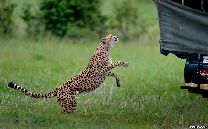 تصاویر | وقتی یوزپلنگ‌های معاشرتی گردشگران را غافلگیر می‌کنند!