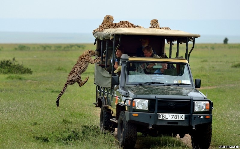 تصاویر | وقتی یوزپلنگ‌های معاشرتی گردشگران را غافلگیر می‌کنند!