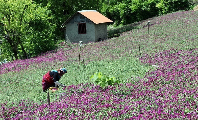 تصاویر | یک مزرعه خوش‌رنگ و آرامش‌بخش در گیلان