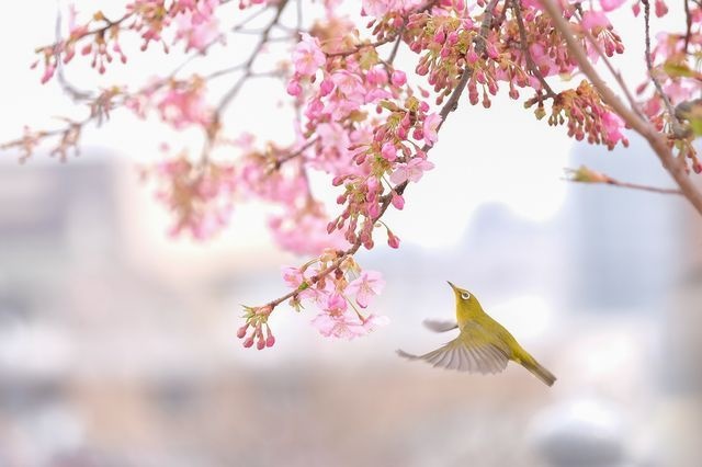 عکس | پرنده و شکوفه‌های بهاری در عکس روز نشنال جئوگرافیک