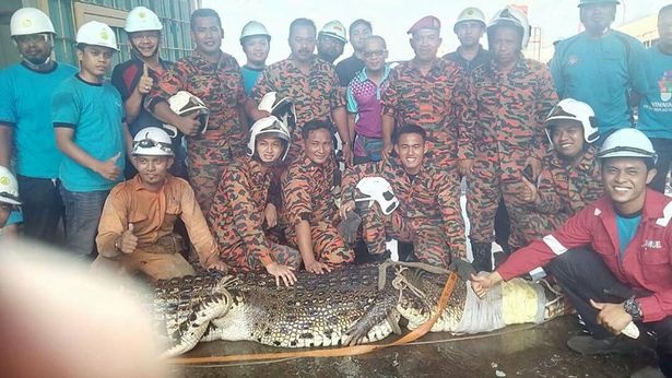 تصاویر | مرگ تمساح ۶ متری پس از عملیات ۱۰ ساعته نجات از فاضلاب
