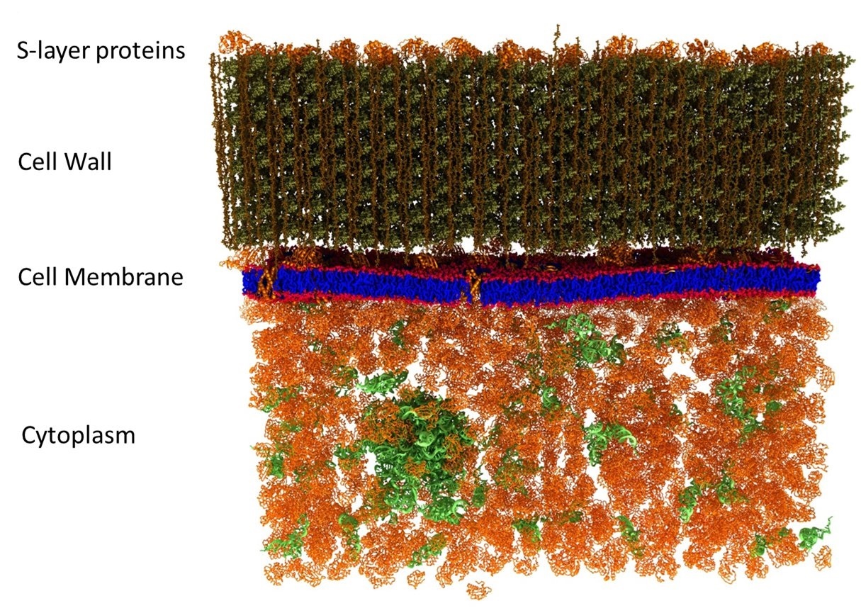 اولین عکس در مقیاس نانو  از غشای یک سلول زنده را ببینید