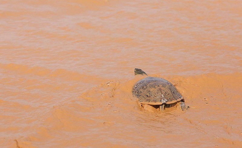 عکس | لاک‌پشت سرگردان در سیل دیروز قم