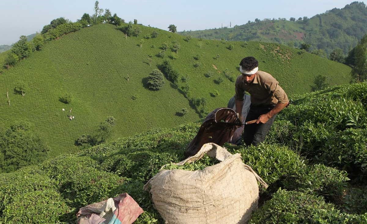 تصاویر | از مزرعه‌های سبز تا فنجان‌های معطر چای