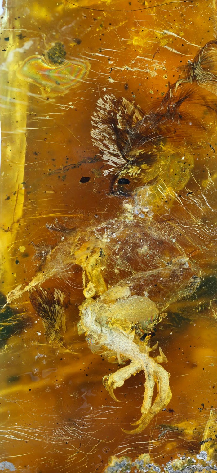 تصاویر | کشف بقایای جوجه ۹۹ میلیون ساله داخل سنگ کهربای قدیمی
