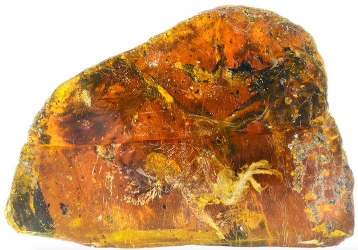 تصاویر | کشف بقایای جوجه ۹۹ میلیون ساله داخل سنگ کهربای قدیمی