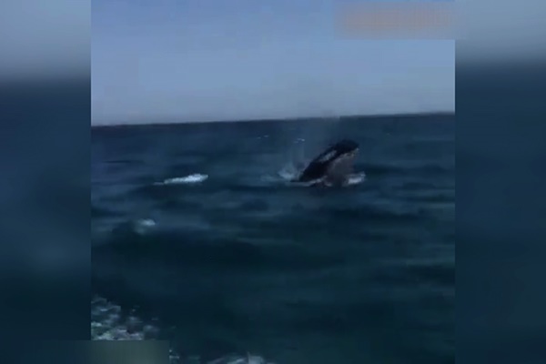 فیلم | مشاهده نهنگ قاتل در آب‌ه‍ای بوشهر!