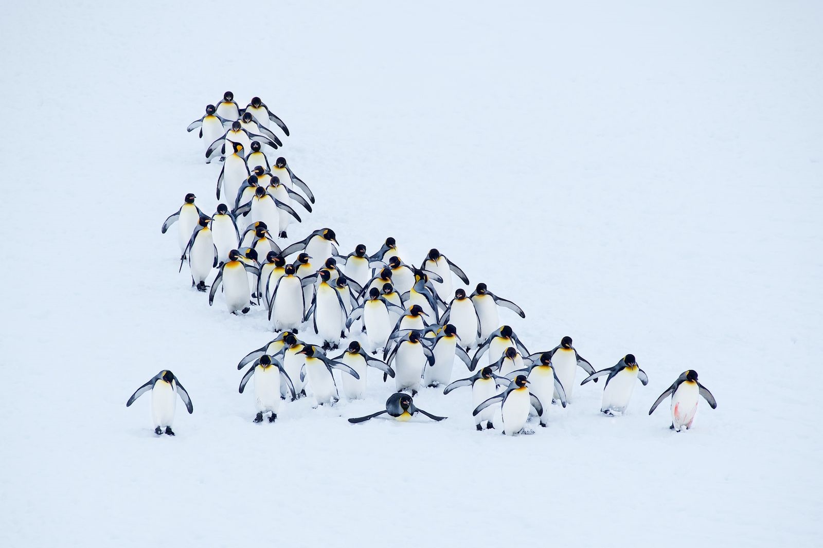 عکس | حرکت دسته‌جمعی پنگوئن‌ها در عکس روز نشنال جئوگرافیک