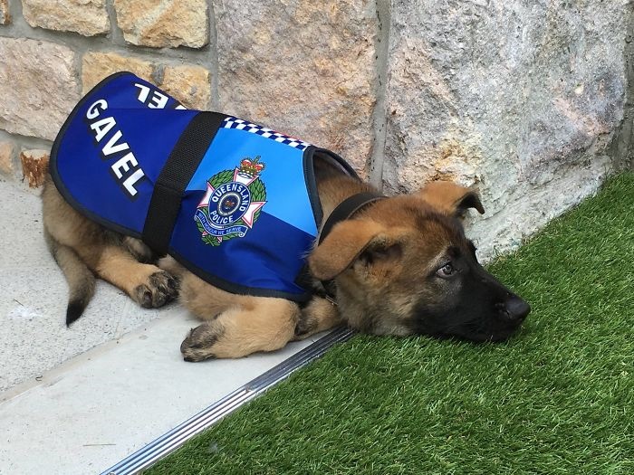 تصاویر | شغل جدید سگ مهربانی که از آکادمی پلیس اخراج شده بود!