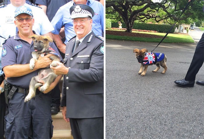 تصاویر | شغل جدید سگ مهربانی که از آکادمی پلیس اخراج شده بود!
