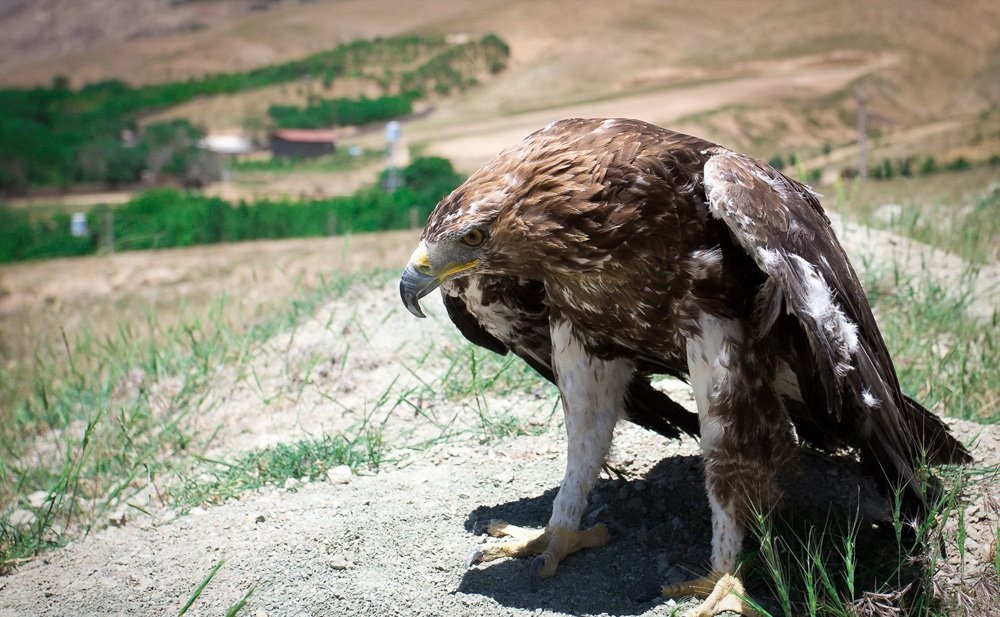 تصاویر | رهاسازی ١١پرنده وحشی در طبیعت؛ از سارگپه تا عقاب طلایی