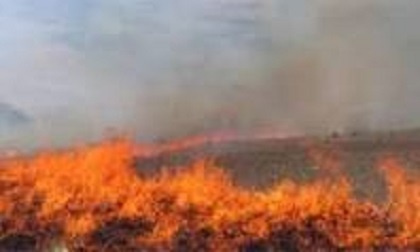  آتش سوزی جنگل‌های شهرستان بویراحمد مهار شد