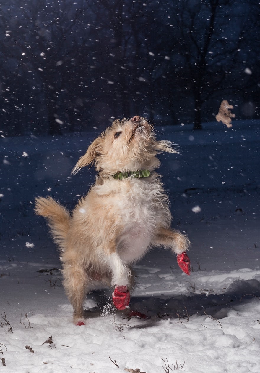 تصاویر برنده در مسابقه سالانه عکاسی از سگ‌ها
