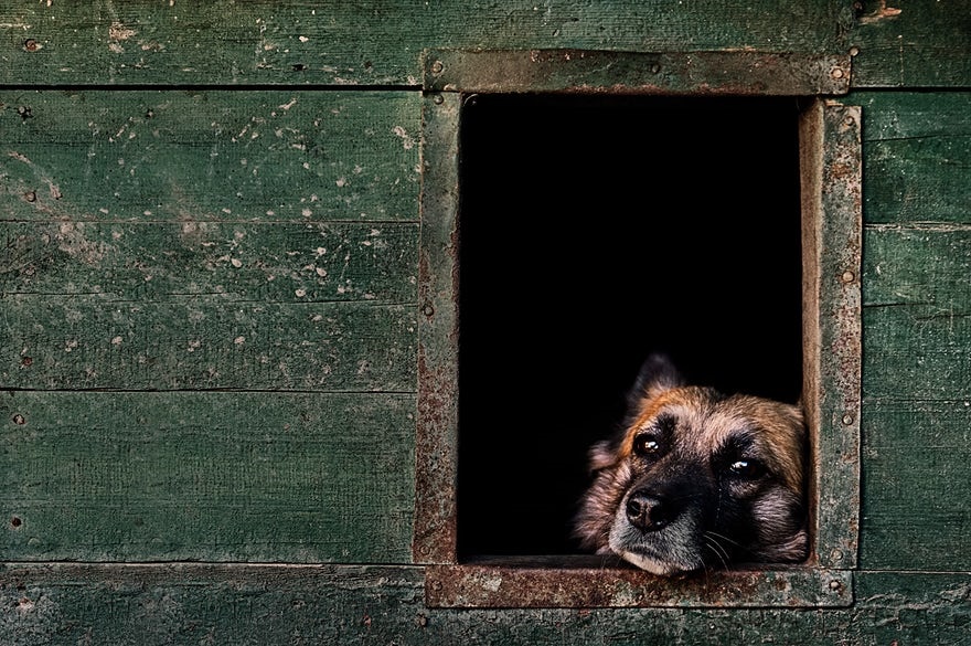 تصاویر برنده در مسابقه سالانه عکاسی از سگ‌ها