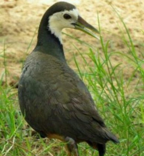 طاووسک سینه سفید میناب در کمیته ملی ثبت پرندگان ثبت شد