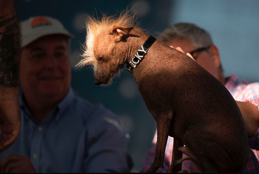تصاویر | رقابت دیدنی برای انتخاب زشت‌ترین سگ‌ دنیا!