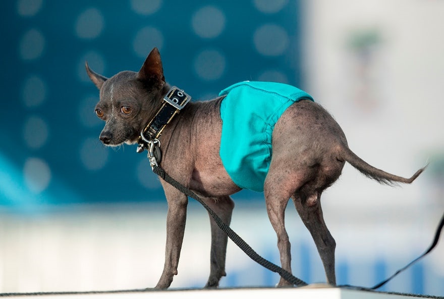 تصاویر | رقابت دیدنی برای انتخاب زشت‌ترین سگ‌ دنیا!