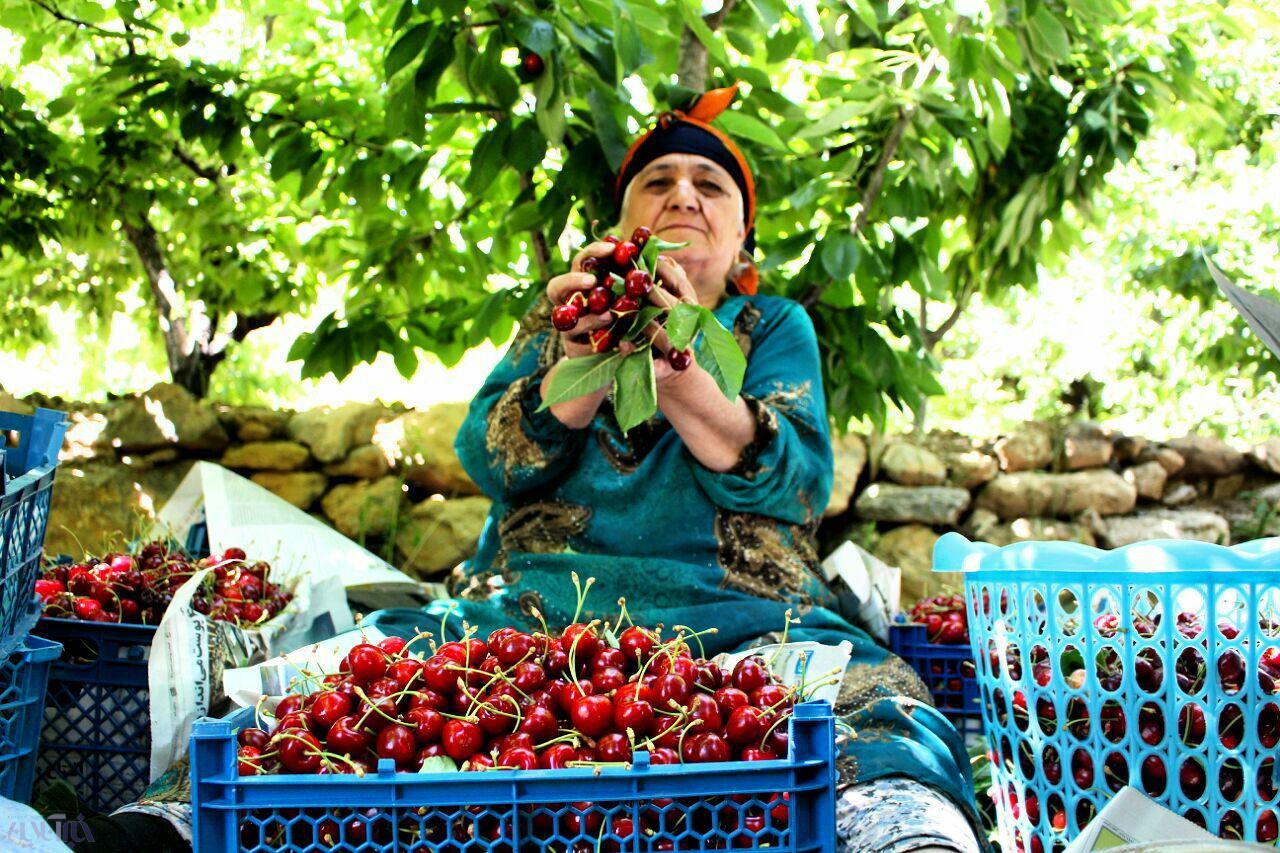 جذب بازار اولویت تشکل های بخش کشاورزی کردستان