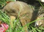 تلاش برای نجات جان گربه جنگلی مصدوم در آستانه اشرفیه