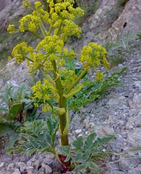 اجرای طرح ذخیره‌گاه گونه منقرض شده «آنغوزه» در چهارمحال‌وبختیاری